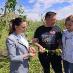 MURCIA.-Rubira, en su visita cultivos afectados por el pedrisco en el Altiplano: "Es un panorama desolador"