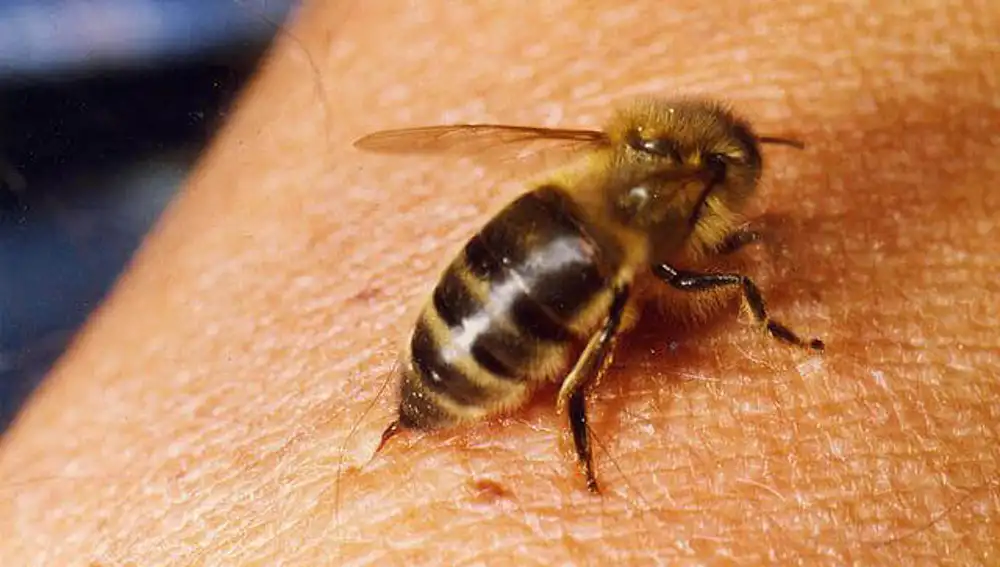 Inyección de apitoxina de una abeja melífera