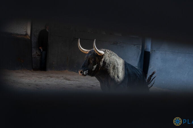 Estos son los ofensivos toros de Fuente Ymbro para la tercera de San Isidro