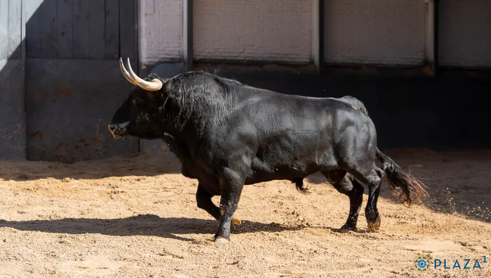 "Fanfarroso", nº 17