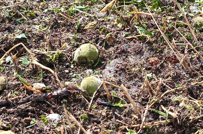 Los agricultores del Altiplano estiman en más de 250 millones las pérdidas causadas por el "pedrisco"