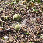Los agricultores del Altiplano estiman en más de 250 millones las pérdidas causadas por el "pedrisco"