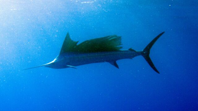 El pez más rápido de España alcanza los 110 km/h: los lugares donde debes estar en alerta si te bañas