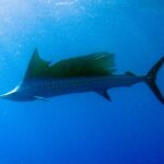 El pez más rápido de España alcanza los 110 km/h: los lugares donde debes estar en alerta si te bañas