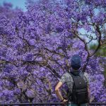 Floración de la jacaranda vista desde el Puente de Triana de Sevilla