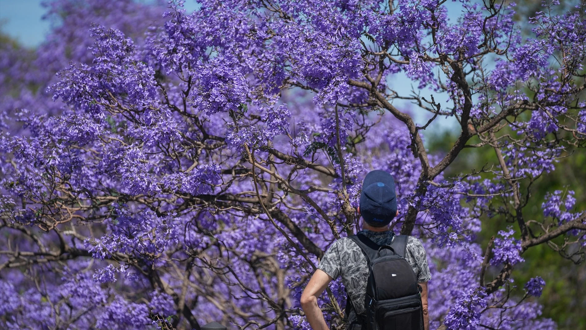 Floración de la jacaranda vista desde el Puente de Triana de Sevilla