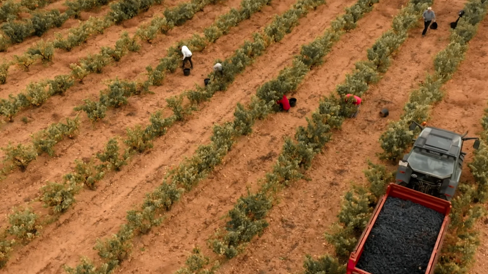 Grupo Barón de Ley aterriza en la D.O. Ribera del Duero