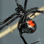 Empieza la temporada de la araña violinista en zonas del Meditreráneo: las frutas que puedes usar para alejarlas de tu casa