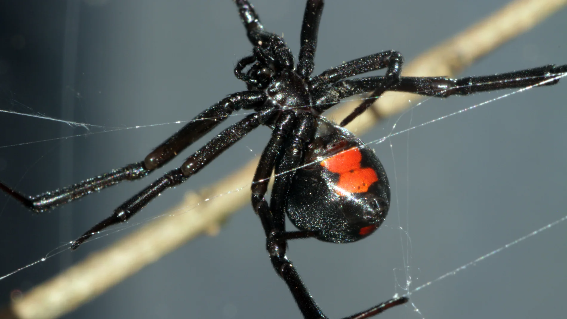 Empieza la temporada de la araña violinista en zonas del Meditreráneo: las frutas que puedes usar para alejarlas de tu casa