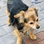 El perro agredido 
