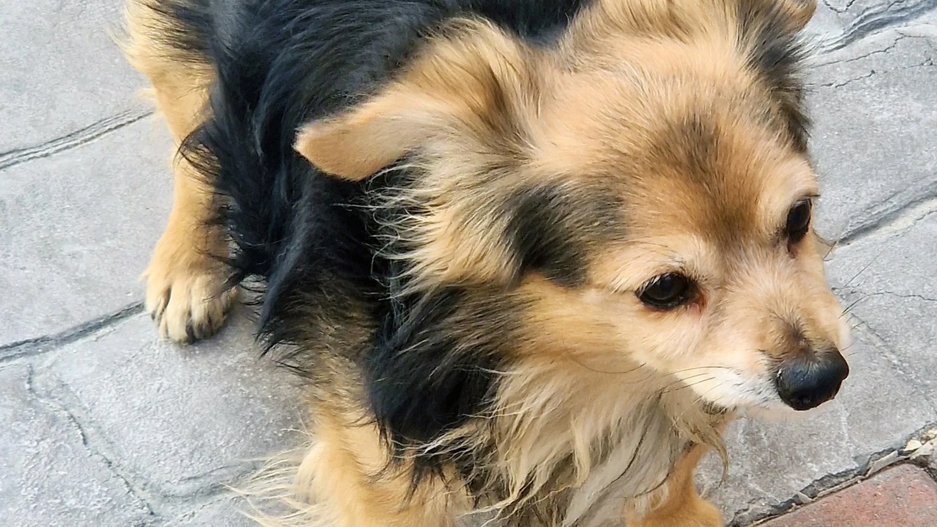 El perro agredido