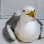 Gaviota afectada por el síndrome parético.