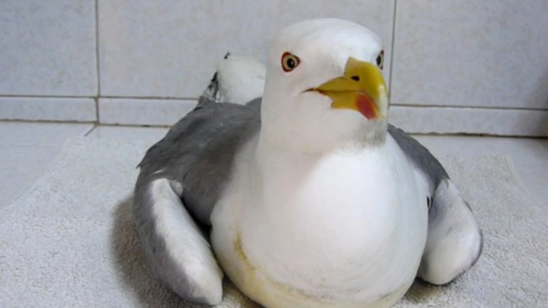 Gaviota afectada por el síndrome parético.