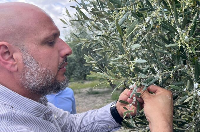 Alrededor de 9.000 hectáreas de olivaren jaén, "en riesgo de perder la cosecha" por el algodoncillo