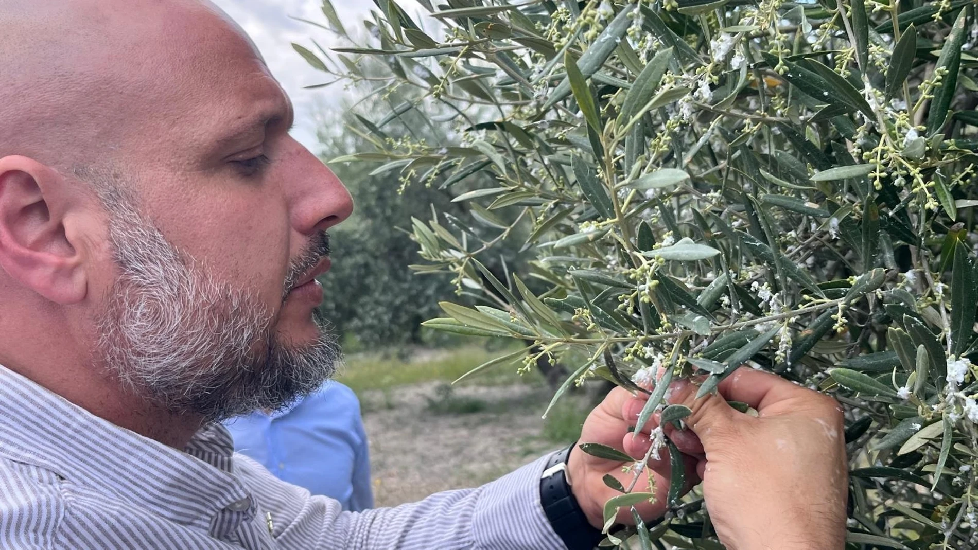 Alrededor de 9.000 hectáreas de olivaren jaén, "en riesgo de perder la cosecha" por el algodoncillo