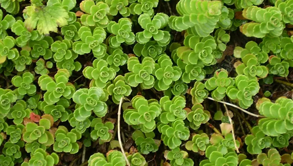 Sedum