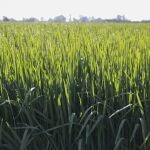Arrozal en la Puebla del Río (Sevilla), una de las localidades ribereñas dedicadas a este cultivo