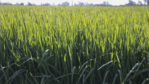 Arrozal en la Puebla del Río (Sevilla), una de las localidades ribereñas dedicadas a este cultivo