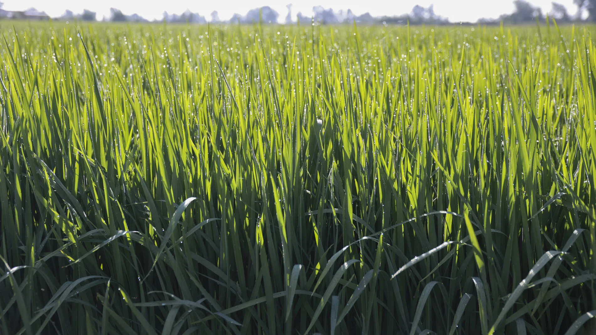 Arrozal en la Puebla del Río (Sevilla), una de las localidades ribereñas dedicadas a este cultivo