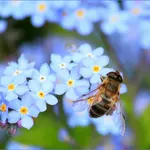 El insecto que te representa según tu mes de nacimiento