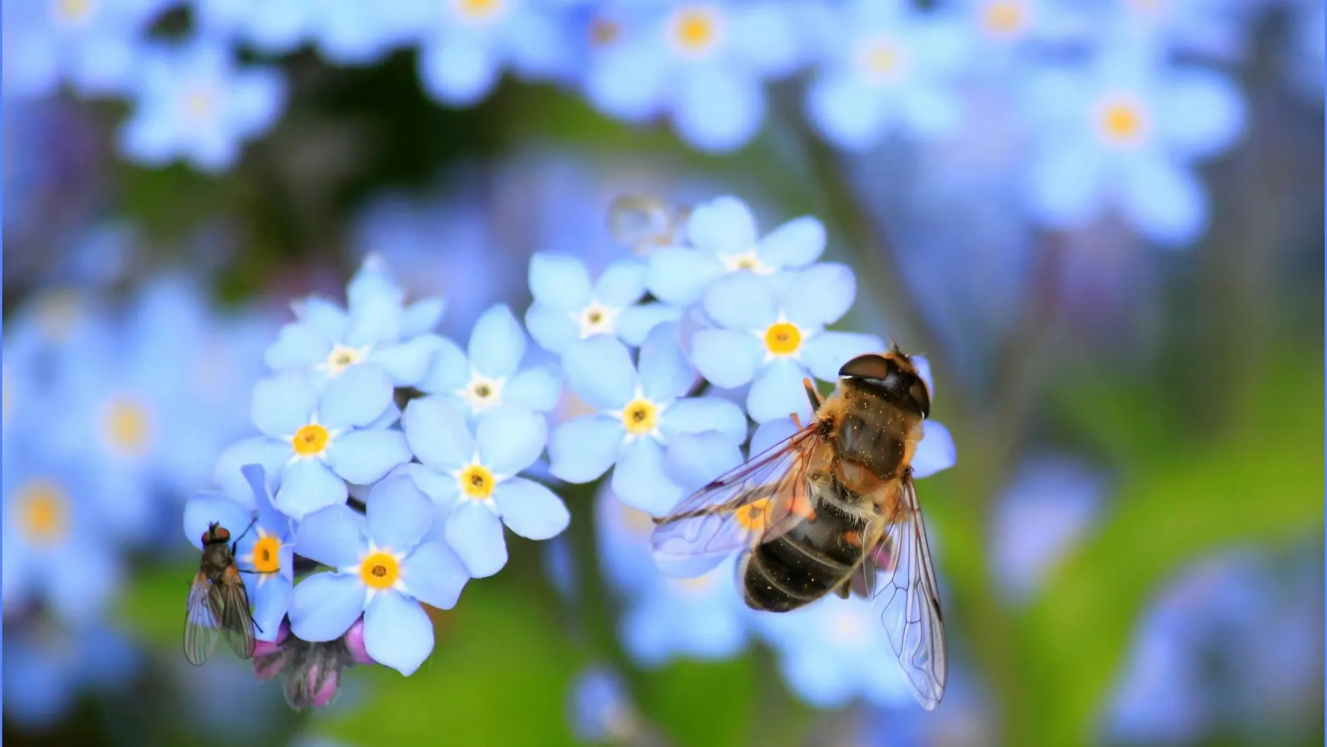 El insecto que te representa según tu mes de nacimiento