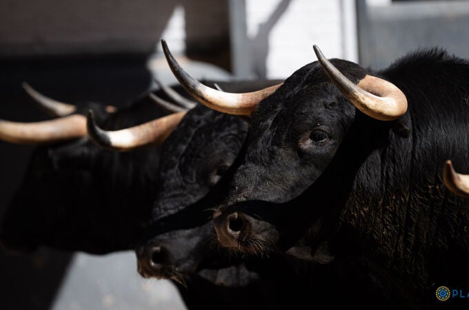 Estos son los serios novillos de Alcurrucén para la primera novillada de la feria