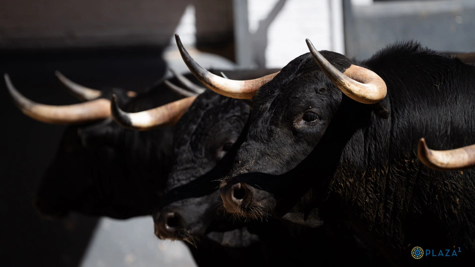 Estos son los serios novillos de Alcurrucén para la primera novillada de la feria
