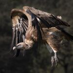 Un estudio señala que el desarrollo embrionario determina la evolución compartida de alas y patas en aves y dinosaurios