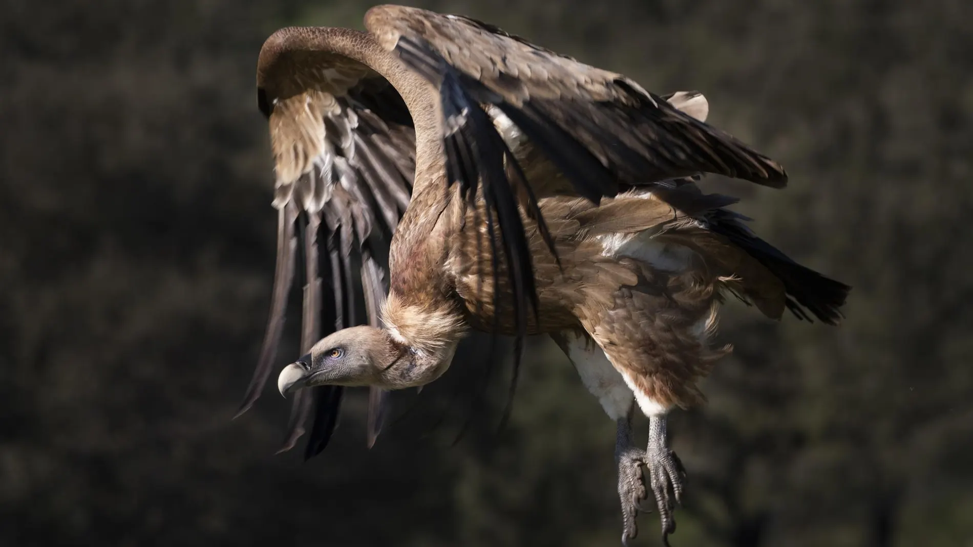 Un estudio señala que el desarrollo embrionario determina la evolución compartida de alas y patas en aves y dinosaurios