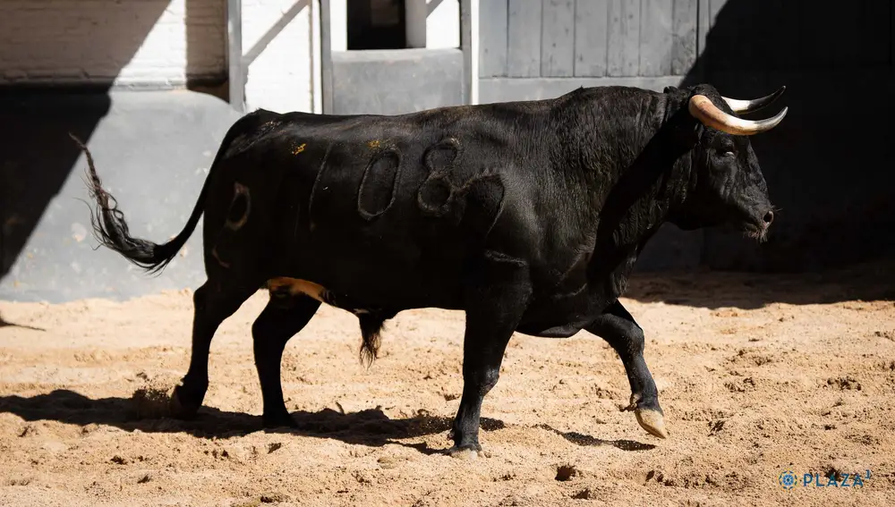 "Socarrón", nº 108