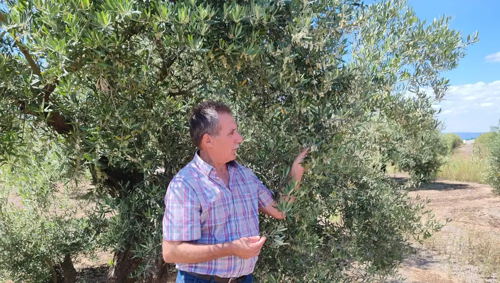 Productor de olivos