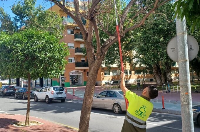 Murcia pone en marcha el tratamiento biológico contra el pulgón para proteger a 2.300 jacarandas, tipuanas y robinias