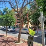 Murcia pone en marcha el tratamiento biológico contra el pulgón para proteger a 2.300 jacarandas, tipuanas y robinias