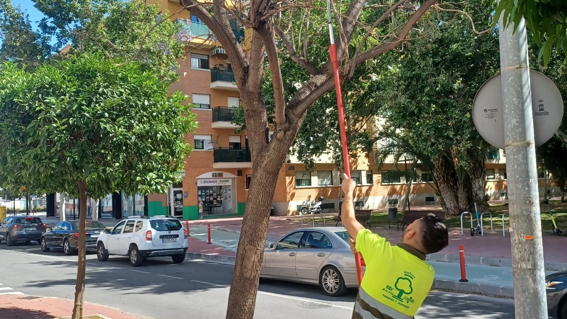 Imagen de un operario del Ayuntamiento, durante el tratamiento REMITIDA / HANDOUT por AYUNTAMIENTO DE MURCIA Fotografía remitida a medios de comunicación exclusivamente para ilustrar la noticia a la que hace referencia la imagen, y citando la procedencia de la imagen en la firma 13/05/2025