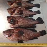 Denunciado un restaurante de Ibiza por servir pescado ilegal procedente de pesca submarina