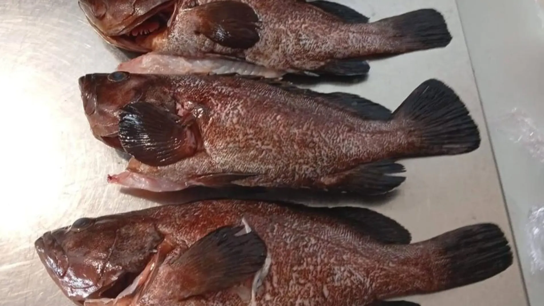 Denunciado un restaurante de Ibiza por servir pescado ilegal procedente de pesca submarina