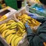 Alicante.- Sucesos.- Investigada una empresa de Alicante por vender banana como si fuera Plátano de Canarias