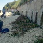 La "uña de gato" amenaza una de las mejores playas de Sanlúcar de Barrameda