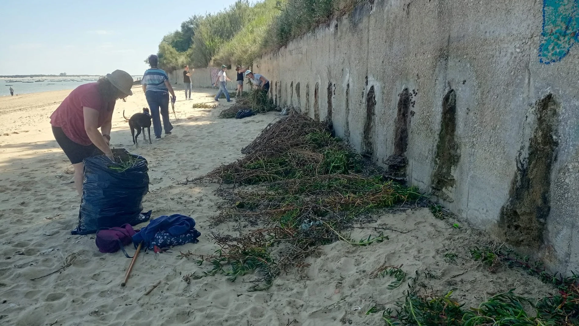 La "uña de gato" amenaza una de las mejores playas de Sanlúcar de Barrameda