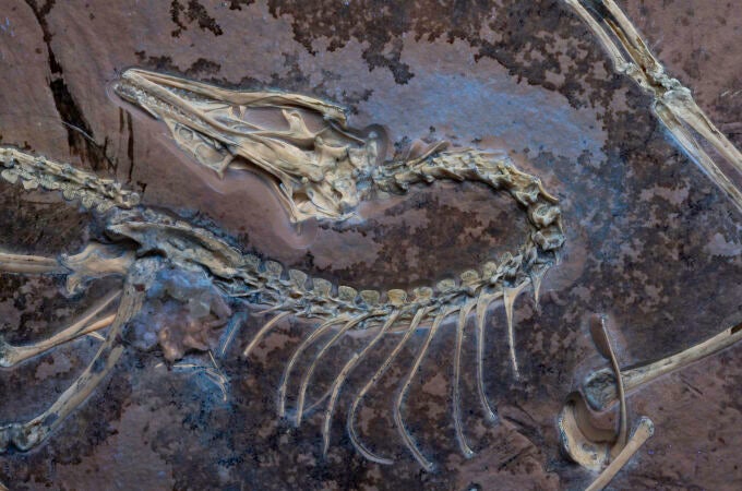 El Archaeopteryx de Chicago bajo luz ultravioleta para mostrar los tejidos blandos junto al esqueleto.
