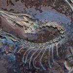 El Archaeopteryx de Chicago bajo luz ultravioleta para mostrar los tejidos blandos junto al esqueleto.