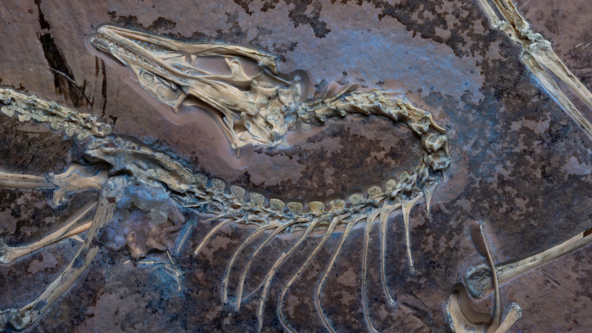 El Archaeopteryx de Chicago bajo luz ultravioleta para mostrar los tejidos blandos junto al esqueleto.