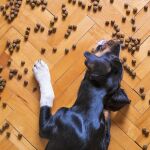 Un veterinario alerta: este es el alimento que "nunca" debes dar a tu mascota