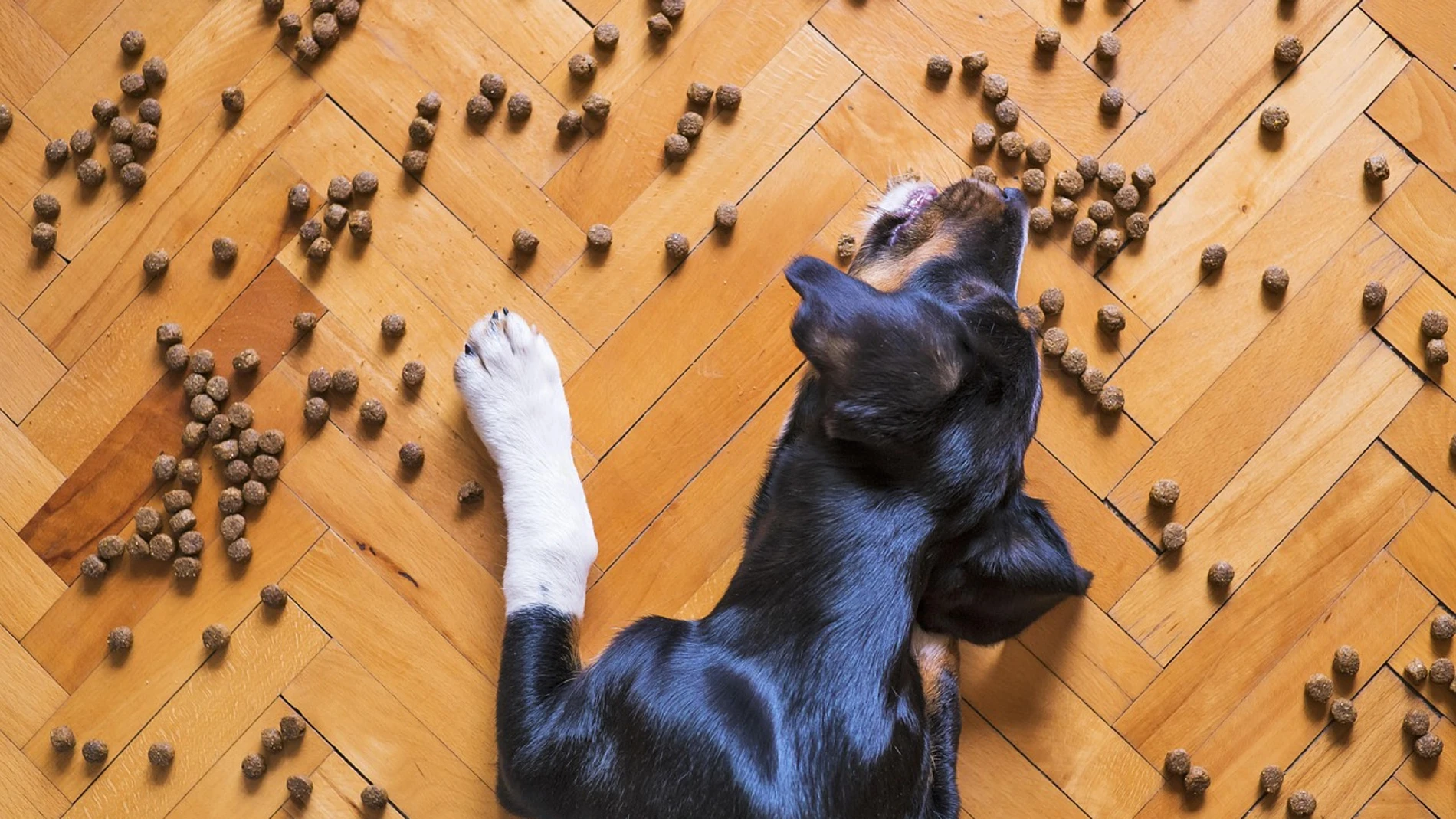 Un veterinario alerta: este es el alimento que "nunca" debes dar a tu mascota