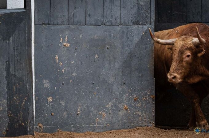 Estos son los imponentes toros de Pedraza de Yeltes para la quinta de abono en Madrid