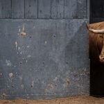 Estos son los imponentes toros de Pedraza de Yeltes para la quinta de abono en Madrid