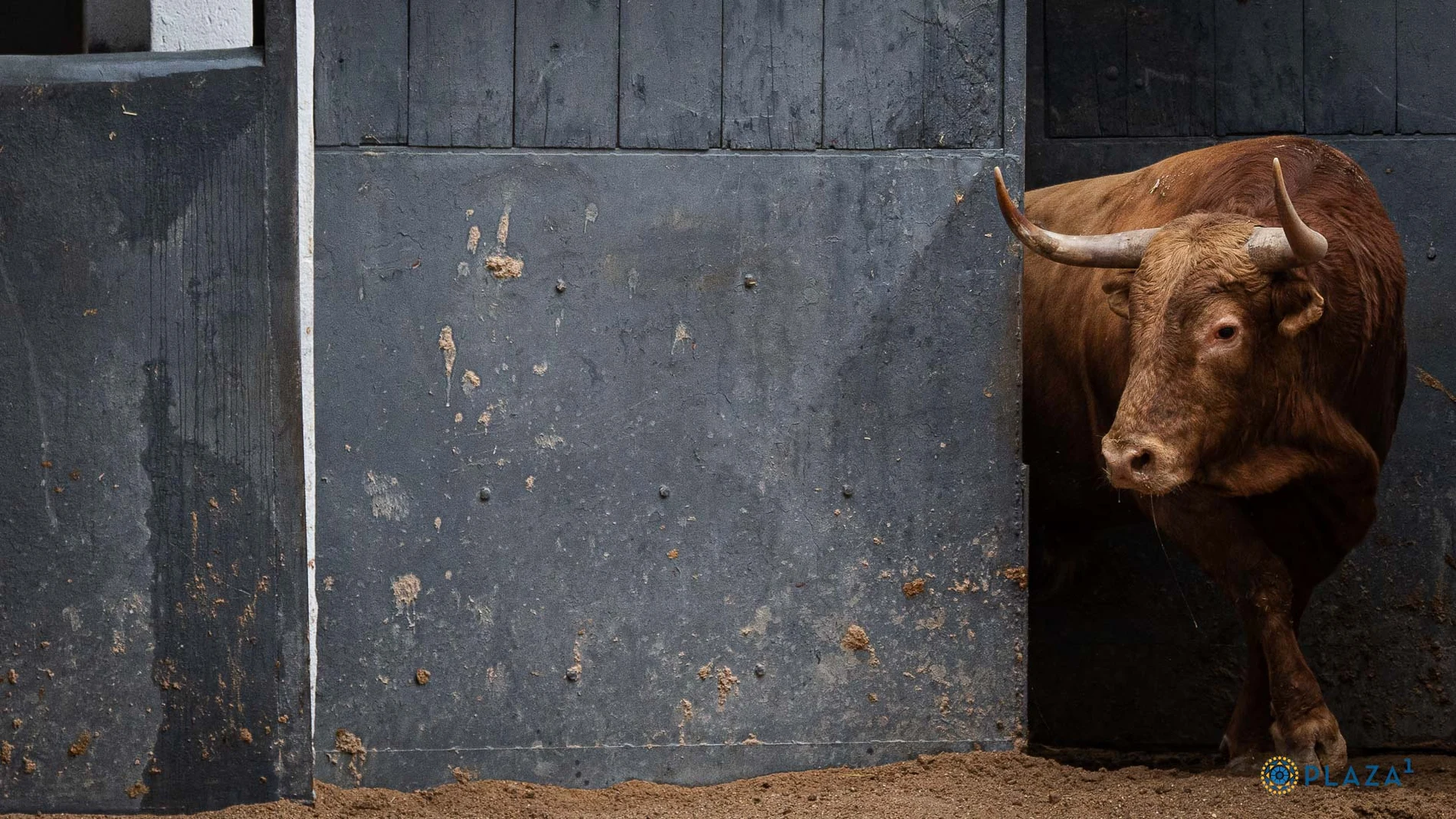 Estos son los imponentes toros de Pedraza de Yeltes para la quinta de abono en Madrid