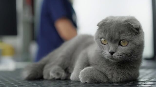 ¿Perro o gato? La ciencia cree que pronto no notaremos la diferencia