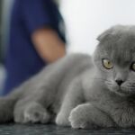 ¿Perro o gato? La ciencia cree que pronto no notaremos la diferencia