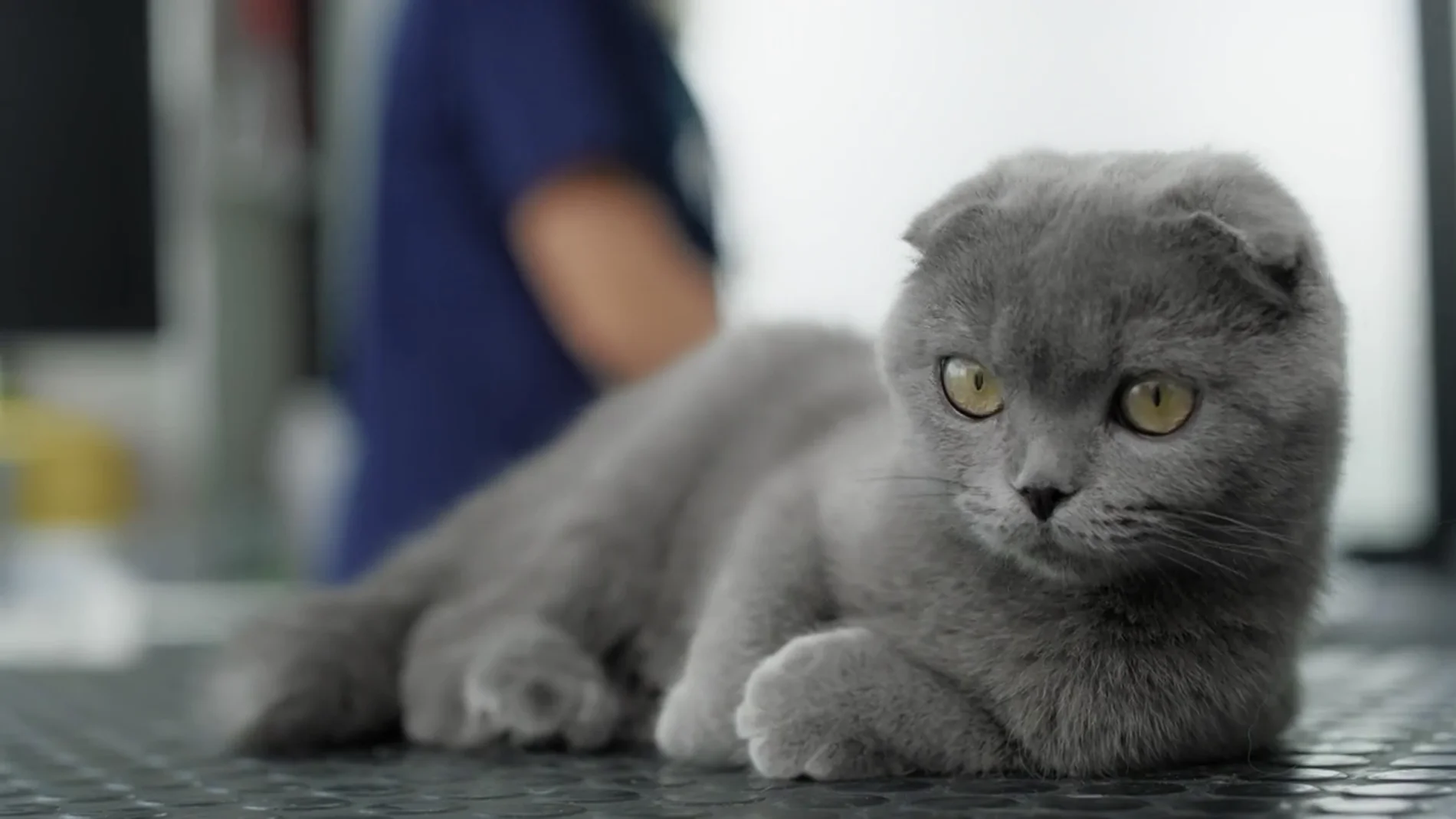 ¿Perro o gato? La ciencia cree que pronto no notaremos la diferencia
